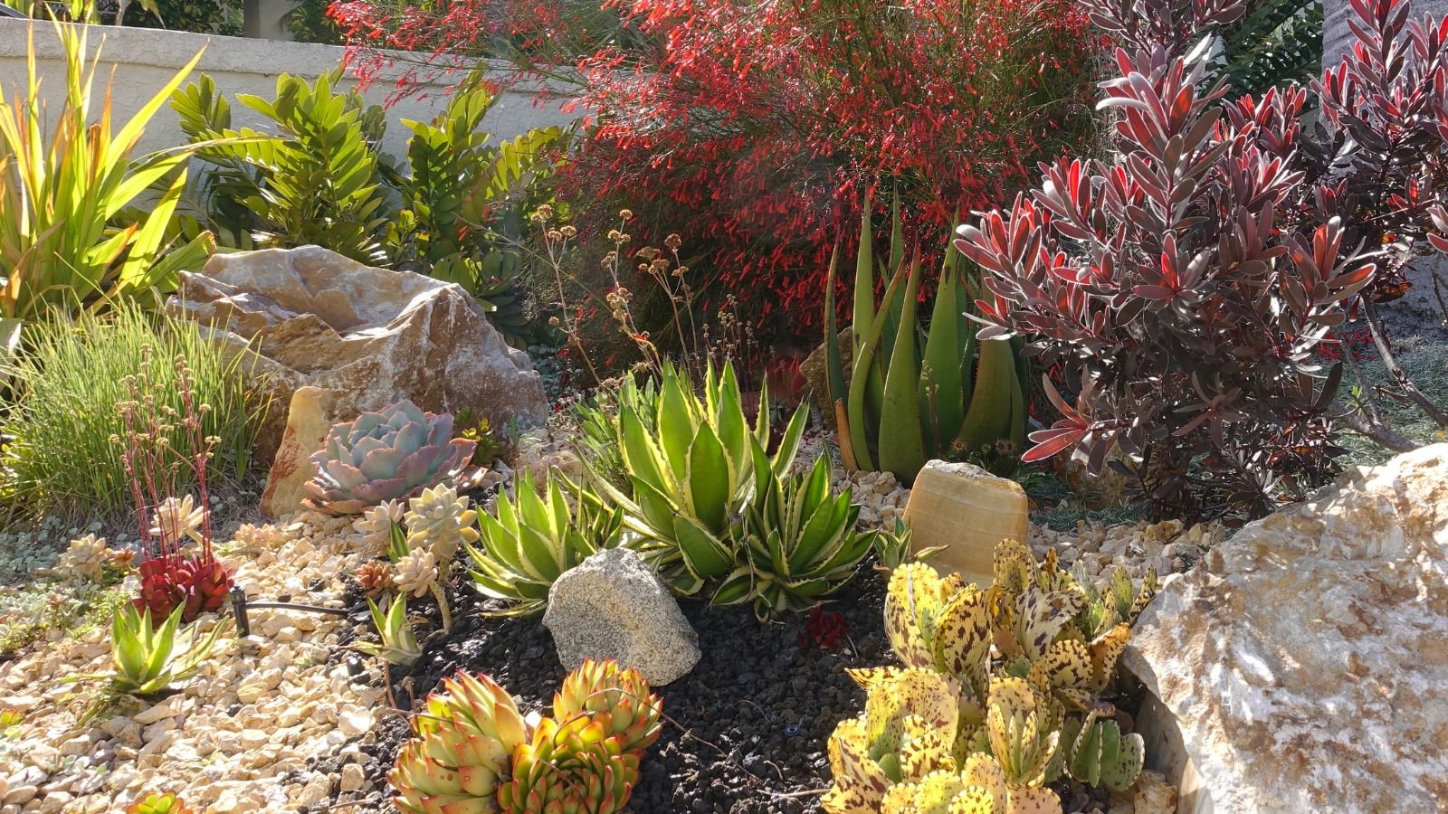 Xeriscape Planting