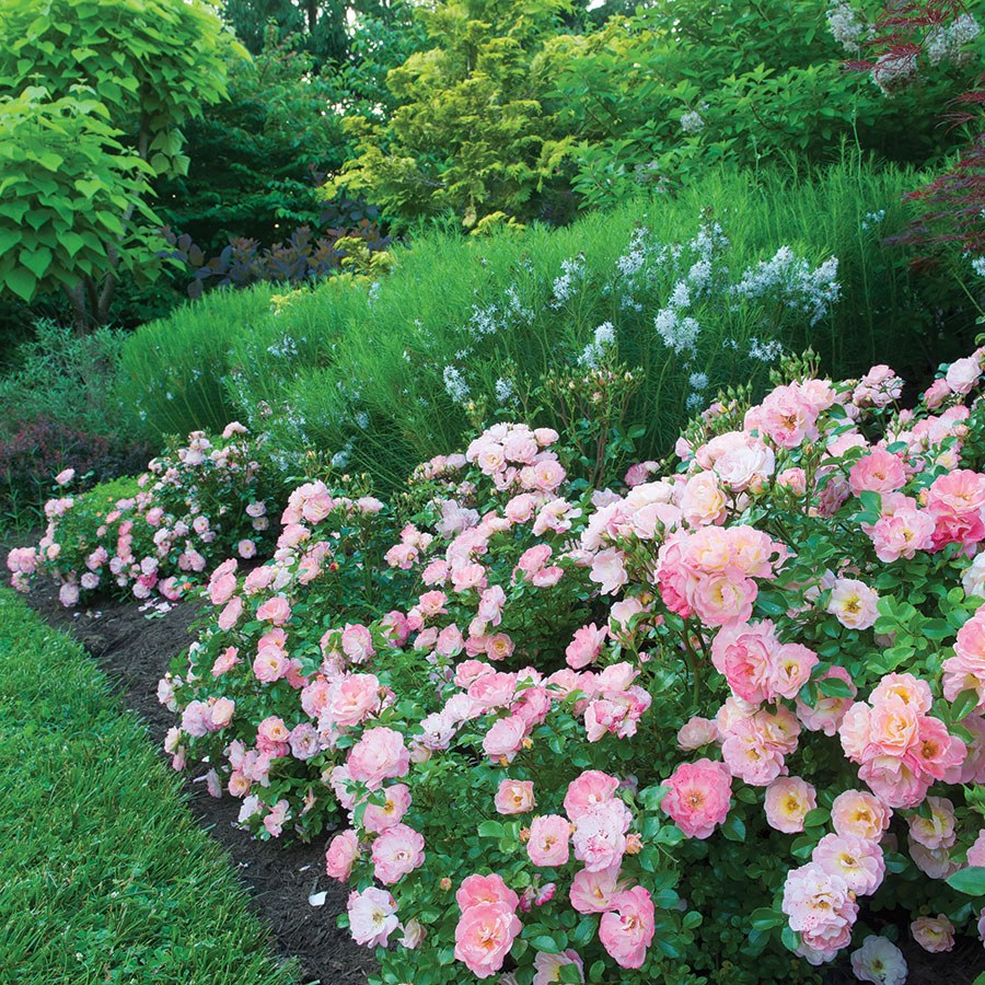 Planted Beds VI