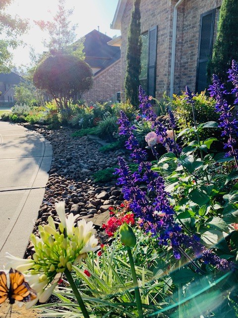 Planted Beds X
