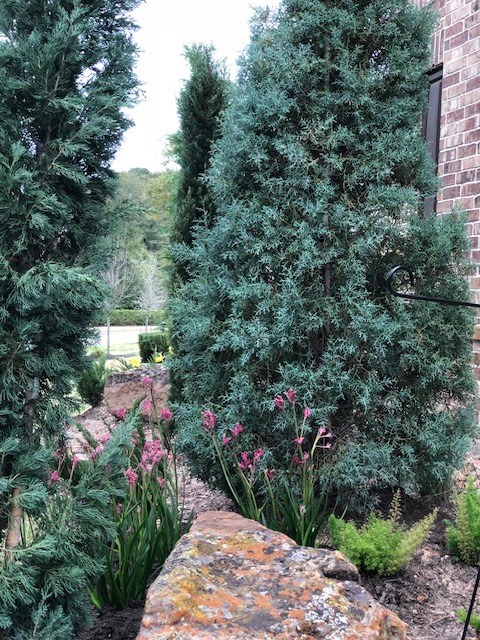 Planted Beds XII